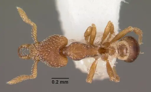 Strumigenys panopla specimen CASENT0102577 image casent0102577_1
