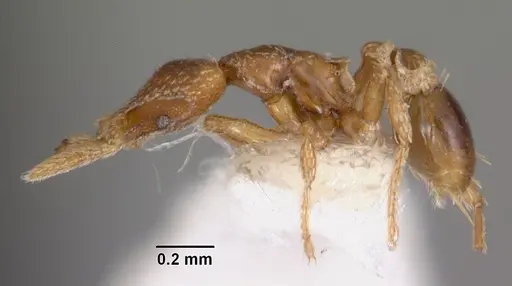 Strumigenys panopla specimen CASENT0102577 image casent0102577_3