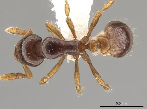 Strumigenys paradoxa specimen CASENT0617538 image casent0617538_1