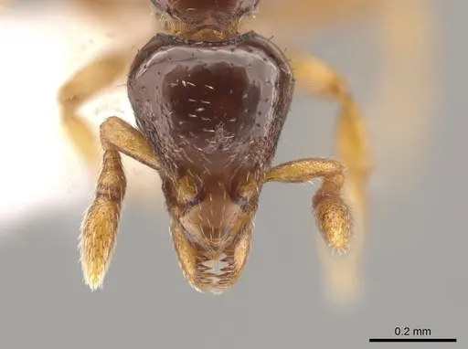 Strumigenys paradoxa specimen CASENT0617538 image casent0617538_2