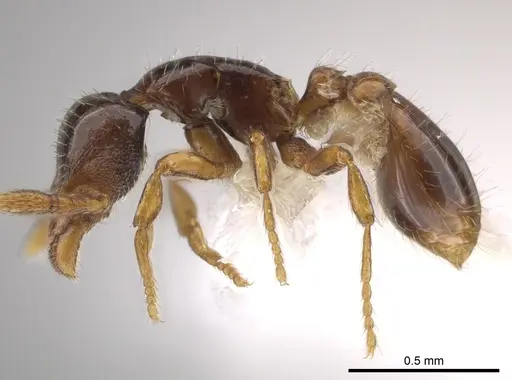 Strumigenys paradoxa specimen CASENT0617538 image casent0617538_3