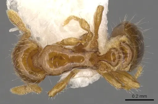 Strumigenys paradoxa specimen INBIOCRI001259868 image inbiocri001259868_1