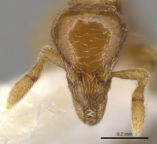 Strumigenys paradoxa specimen INBIOCRI001259868 image inbiocri001259868_2