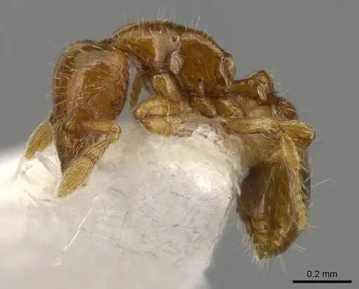 Strumigenys paradoxa specimen INBIOCRI001259868 image inbiocri001259868_3