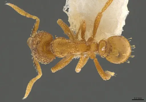 Strumigenys paranax specimen CASENT0840727 image casent0840727_1