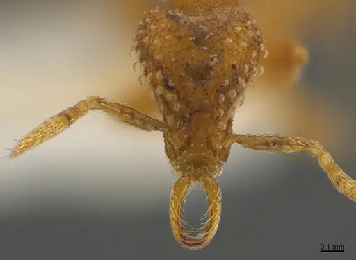 Strumigenys paranax specimen CASENT0840727 image casent0840727_2