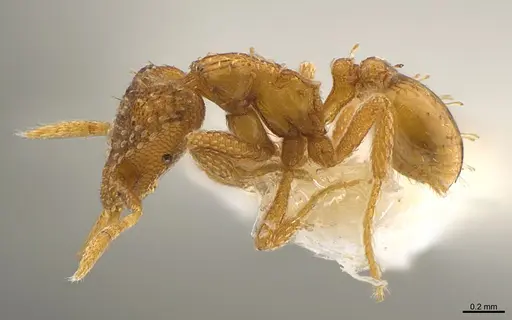 Strumigenys paranax specimen CASENT0840727 image casent0840727_3