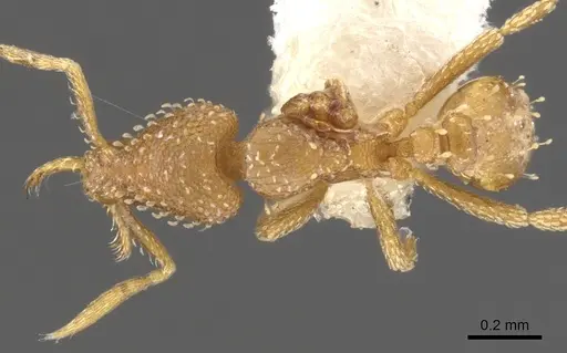 Strumigenys paranax specimen CASENT0900627 image casent0900627_1