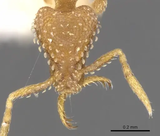 Strumigenys paranax specimen CASENT0900627 image casent0900627_2