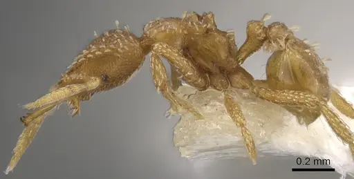 Strumigenys paranax specimen CASENT0900627 image casent0900627_3