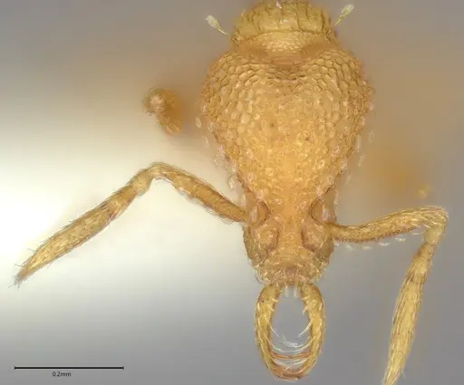 Strumigenys paranax specimen CASENT4036275 image casent4036275_1