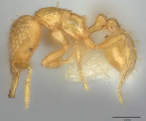 Strumigenys paranax specimen CASENT4036275 image casent4036275_2