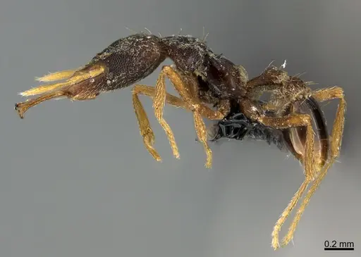 Strumigenys paranetes specimen CASENT0118021 image casent0118021_1