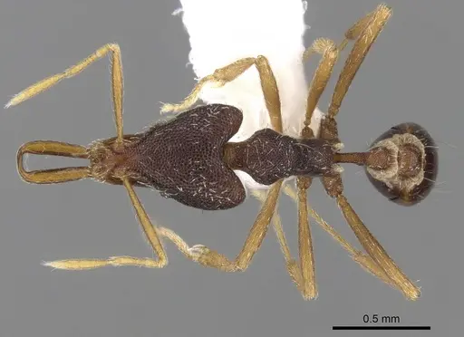 Strumigenys paranetes specimen CASENT0280758 image casent0280758_1