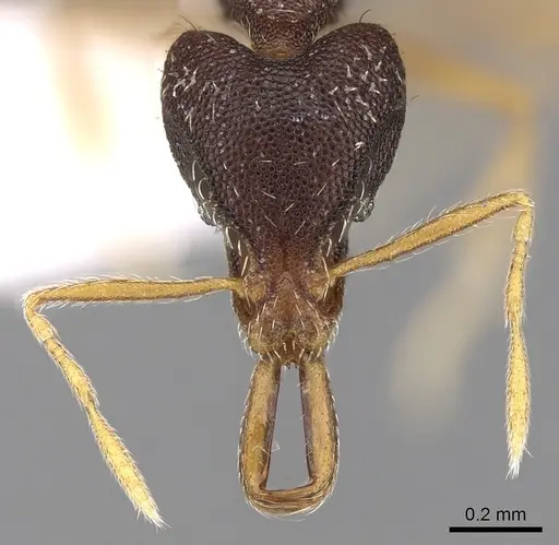 Strumigenys paranetes specimen CASENT0280758 image casent0280758_2