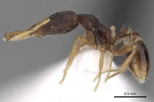 Strumigenys paranetes specimen CASENT0280758 image casent0280758_3