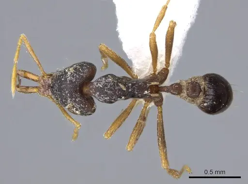 Strumigenys paranetes specimen CASENT0914857 image casent0914857_1