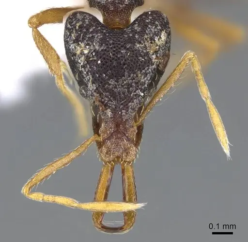 Strumigenys paranetes specimen CASENT0914857 image casent0914857_2