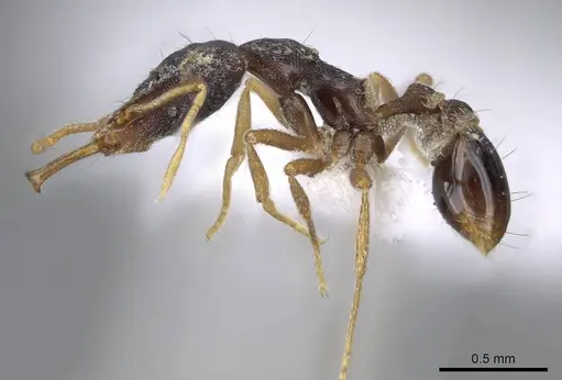 Strumigenys paranetes specimen CASENT0914857 image casent0914857_3