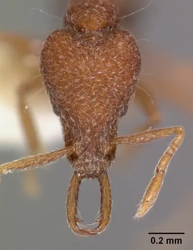 Strumigenys paraposta specimen CASENT0102559 image casent0102559_2
