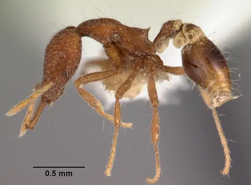 Strumigenys paraposta specimen CASENT0102559 image casent0102559_3