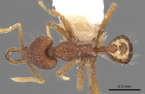 Strumigenys paraposta specimen CASENT0900795 image casent0900795_1