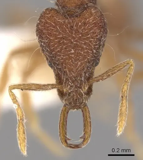 Strumigenys paraposta specimen CASENT0900795 image casent0900795_2