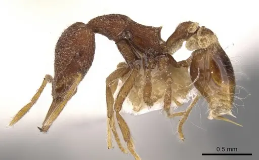 Strumigenys paraposta specimen CASENT0900795 image casent0900795_3