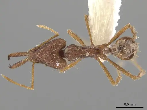 Strumigenys pariensis specimen CASENT0640636 image casent0640636_1
