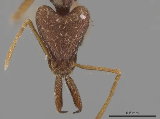 Strumigenys pariensis specimen CASENT0640636 image casent0640636_2
