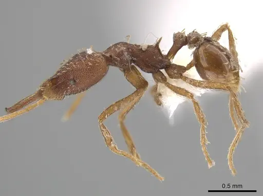 Strumigenys pariensis specimen CASENT0640636 image casent0640636_3