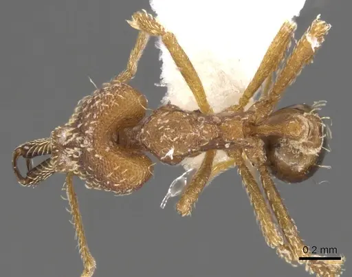 Strumigenys pariensis specimen CASENT0900446 image casent0900446_1