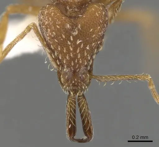 Strumigenys pariensis specimen CASENT0900446 image casent0900446_2