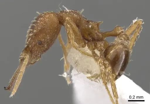 Strumigenys pariensis specimen CASENT0900446 image casent0900446_3