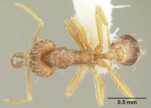 Strumigenys pariensis specimen INBIOCRI001283773 image inbiocri001283773_1