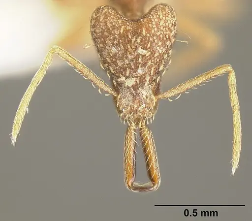 Strumigenys pariensis specimen INBIOCRI001283773 image inbiocri001283773_2