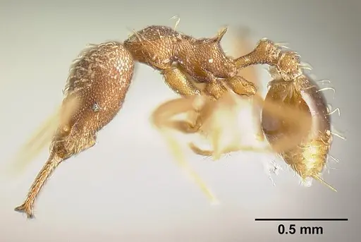 Strumigenys pariensis specimen INBIOCRI001283773 image inbiocri001283773_3