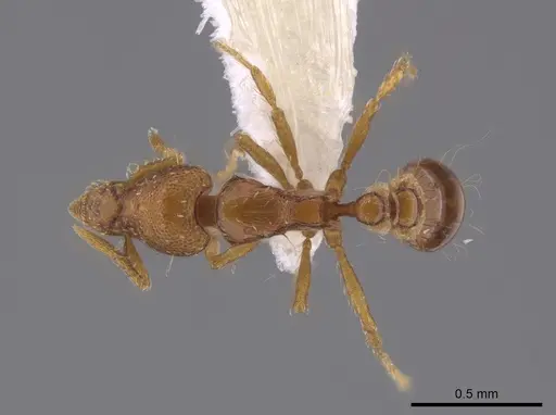 Strumigenys parsauga specimen CASENT0648691 image casent0648691_1