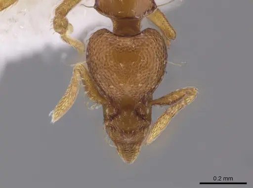 Strumigenys parsauga specimen CASENT0648691 image casent0648691_2