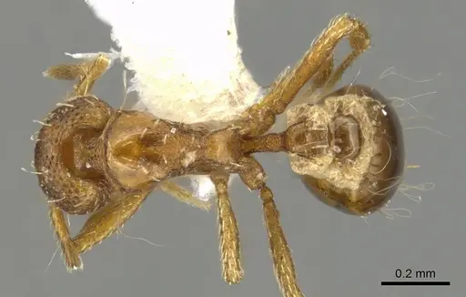 Strumigenys parsauga specimen INBIOCRI002279048 image inbiocri002279048_1