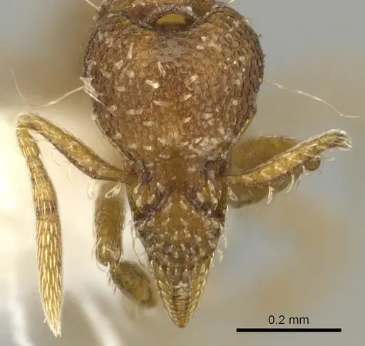 Strumigenys parsauga specimen INBIOCRI002279048 image inbiocri002279048_2
