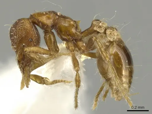 Strumigenys parsauga specimen INBIOCRI002279048 image inbiocri002279048_3