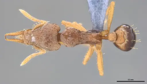 Strumigenys pasisops specimen ANTWEB1053490 image antweb1053490_1