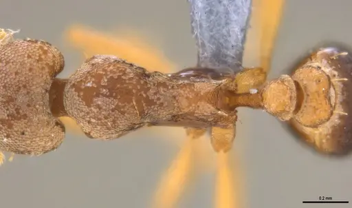 Strumigenys pasisops specimen ANTWEB1053490 image antweb1053490_2