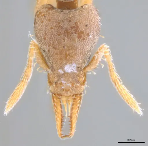 Strumigenys pasisops specimen ANTWEB1053490 image antweb1053490_3