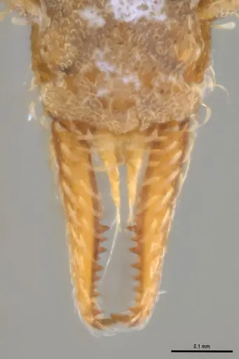 Strumigenys pasisops specimen ANTWEB1053490 image antweb1053490_4
