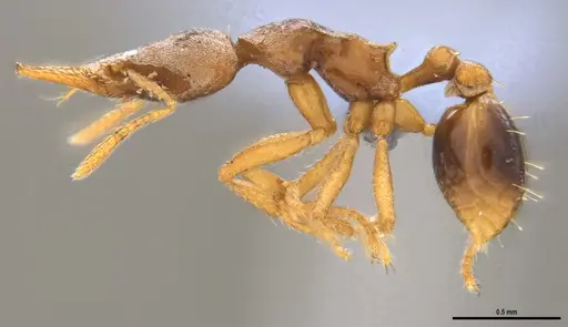 Strumigenys pasisops specimen ANTWEB1053490 image antweb1053490_5