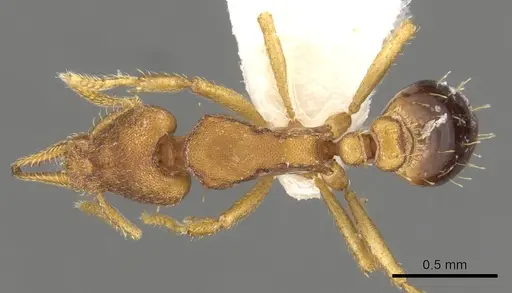 Strumigenys pasisops specimen CASENT0900185 image casent0900185_1