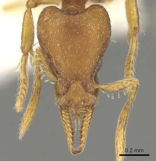 Strumigenys pasisops specimen CASENT0900185 image casent0900185_2
