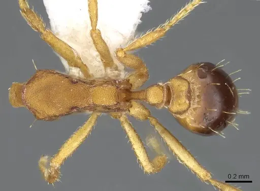 Strumigenys pasisops specimen CASENT0914609 image casent0914609_1